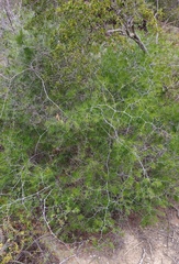 Asparagus retrofractus