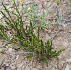Dicerothamnus