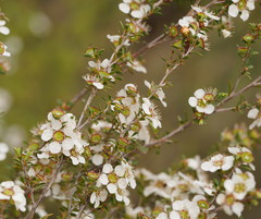 Leptospermum myrtifolium
