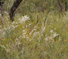 Leptospermum myrtifolium