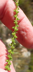 Selago glomerata