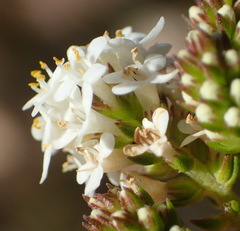 Selago glomerata
