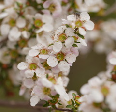 Leptospermum myrtifolium