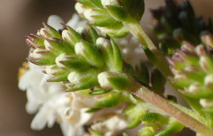 Selago glomerata