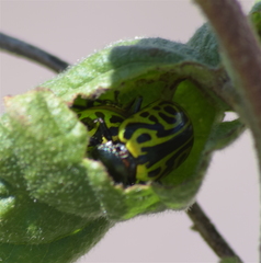 Calligrapha mexicana