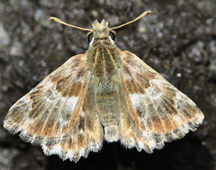 Muschampia baeticus
