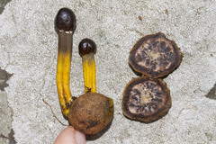 Elaphomyces muricatus