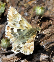 Muschampia lavatherae