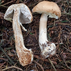 Agaricus smithianus