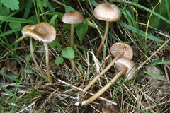Entoloma ritae