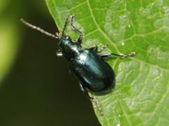 Altica palustris
