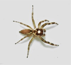 Chira gounellei