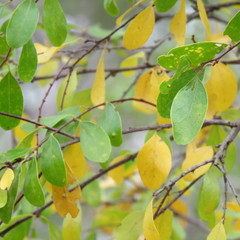 Petalostigma pubescens
