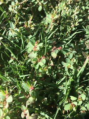 Euphorbia vermiculata