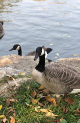 Branta canadensis