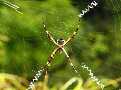 Argiope argentata