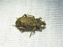 Listroderes difficilis