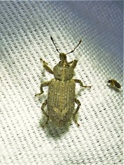 Listroderes difficilis