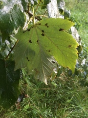 Aceria pseudoplatani