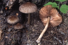 Pluteus diettrichii