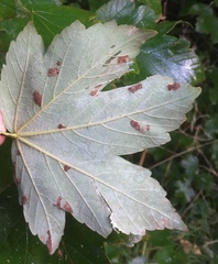 Aceria pseudoplatani