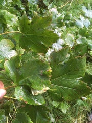 Aceria pseudoplatani