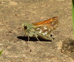 Hesperia pahaska