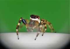 Chira gounellei
