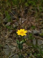 Blackstonia perfoliata