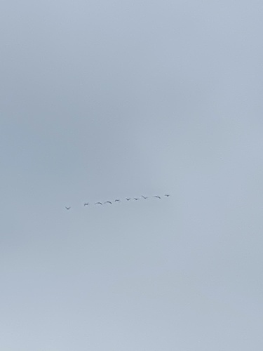Canada Goose photographed in Oregon
