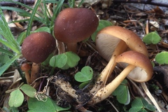 Gymnopus ocior