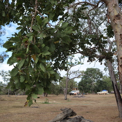 Corymbia disjuncta