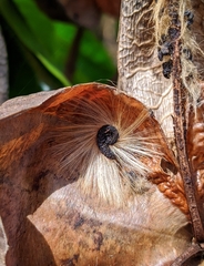 Cochlospermum orinocense