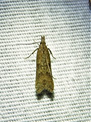 Dichomeris ligulella