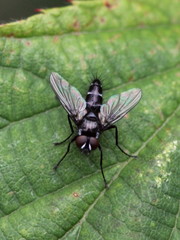 Gastrolepta anthracina