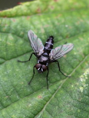 Gastrolepta anthracina