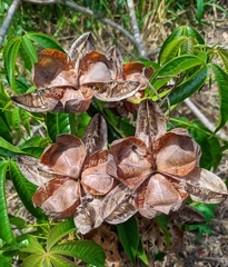 Cochlospermum orinocense