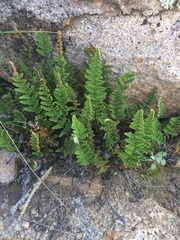 Myriopteris fendleri