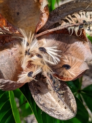 Cochlospermum orinocense