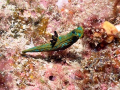 Tambja abdere
