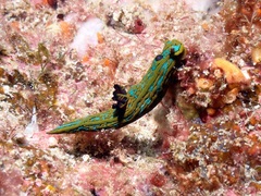 Tambja abdere