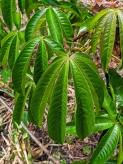 Cochlospermum orinocense