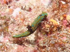 Tambja abdere