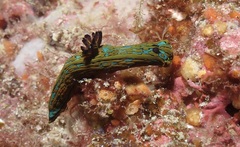 Tambja abdere