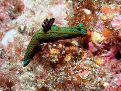 Tambja abdere