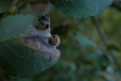 Euura pedunculi