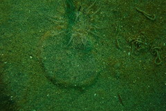 Harenactis attenuata