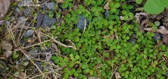 Trifolium repens