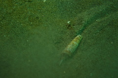 Terebridae