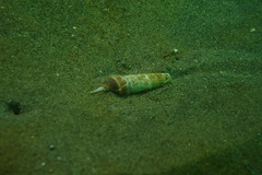 Terebridae